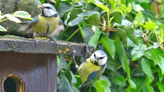 Blaumeise_mit_Futter (05).jpg